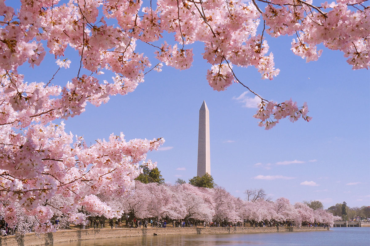 When Do Cherry Blossoms Bloom In Washington Dc 2024 Sybil Euphemia